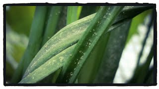 Aphids or Spider Mites?  Identifying Plant Pests