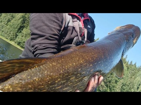 HURJA HAUKIEN SYÖNTIPIIKKI! METRIPLUSSAA SAMASTA ANKKURISTA!