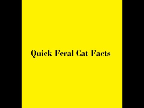 Quick Feral Cat Facts!