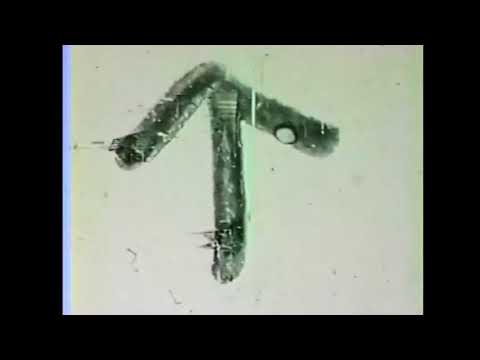 Runabout - Runabout - DX1