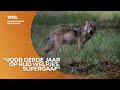 2021 was het jaar van de wolf en de otter, met de merel gaat het slecht