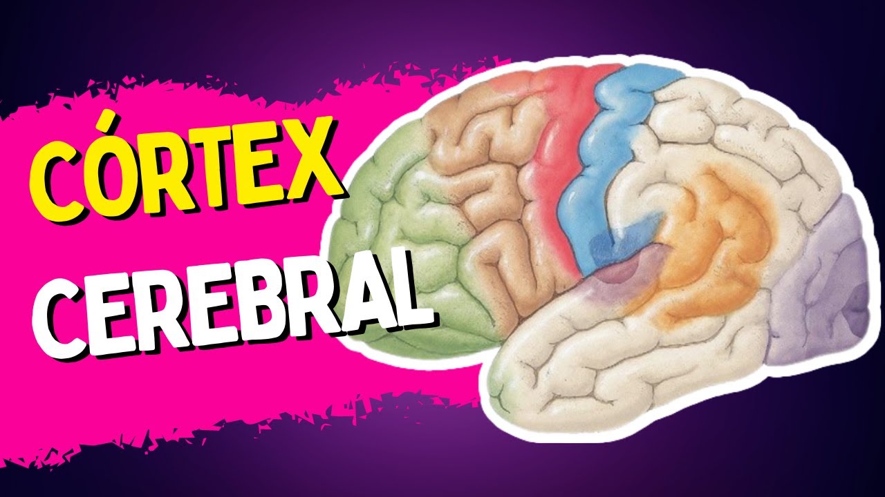 Córtex cerebral - Áreas PRIMÁRIAS | SECUNDÁRIAS | TERCIÁRIAS