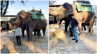 Buying an Elephant in India Cost 😱? Jim Corbett National park Ramnagar | How Smart are Elephants ?🐘