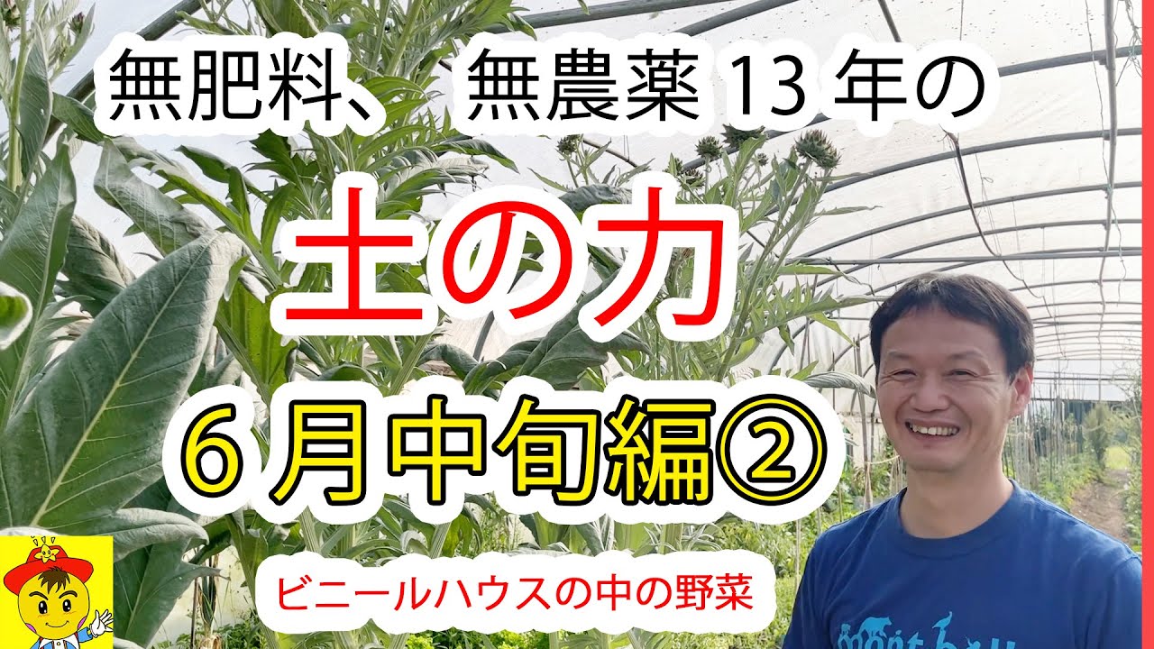 【自然栽培13年】無肥料・無農薬のポリトンネル栽培|6月中旬の生育状況と自家採種の力