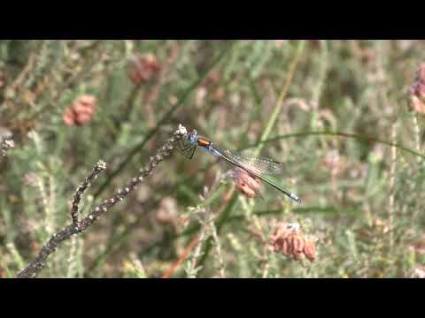 Emerald Damselfly - Devilla Forest - Fife - 23/08/19