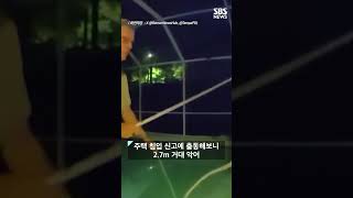 누군가 침입 2.7m 거대한 몸..다가갔더니 #shorts