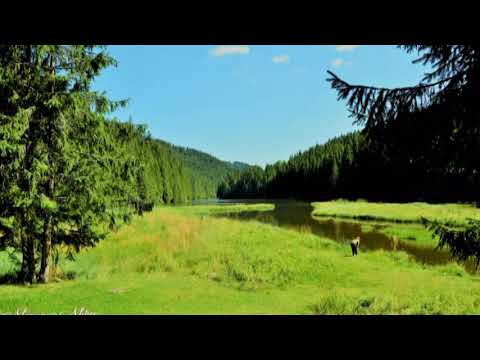 Vreau sa mor de batranete