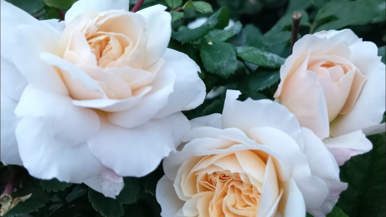 Крокус Роуз третья волна цветения!