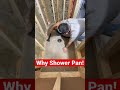 Why prefab shower pans are awesome! #shorts #youtubeshorts #diy