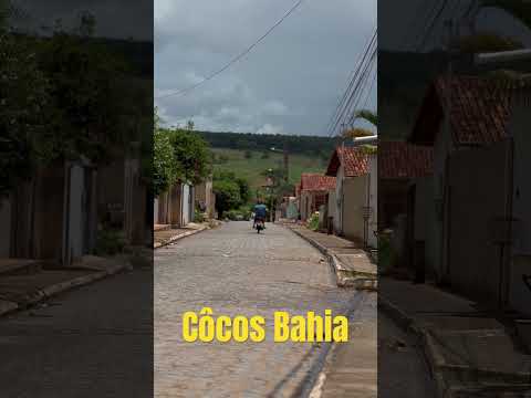 Côcos Bahia #roça #viral #paisagem #shortsvideo #agro #natureza #chuva #cocos #côcosba