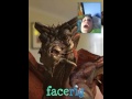 Dragón cantarin