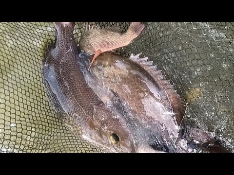 EP291: PART1- ISDANG ALISO NAHULI NAMIN SA PAG PANDAW NG GANGO