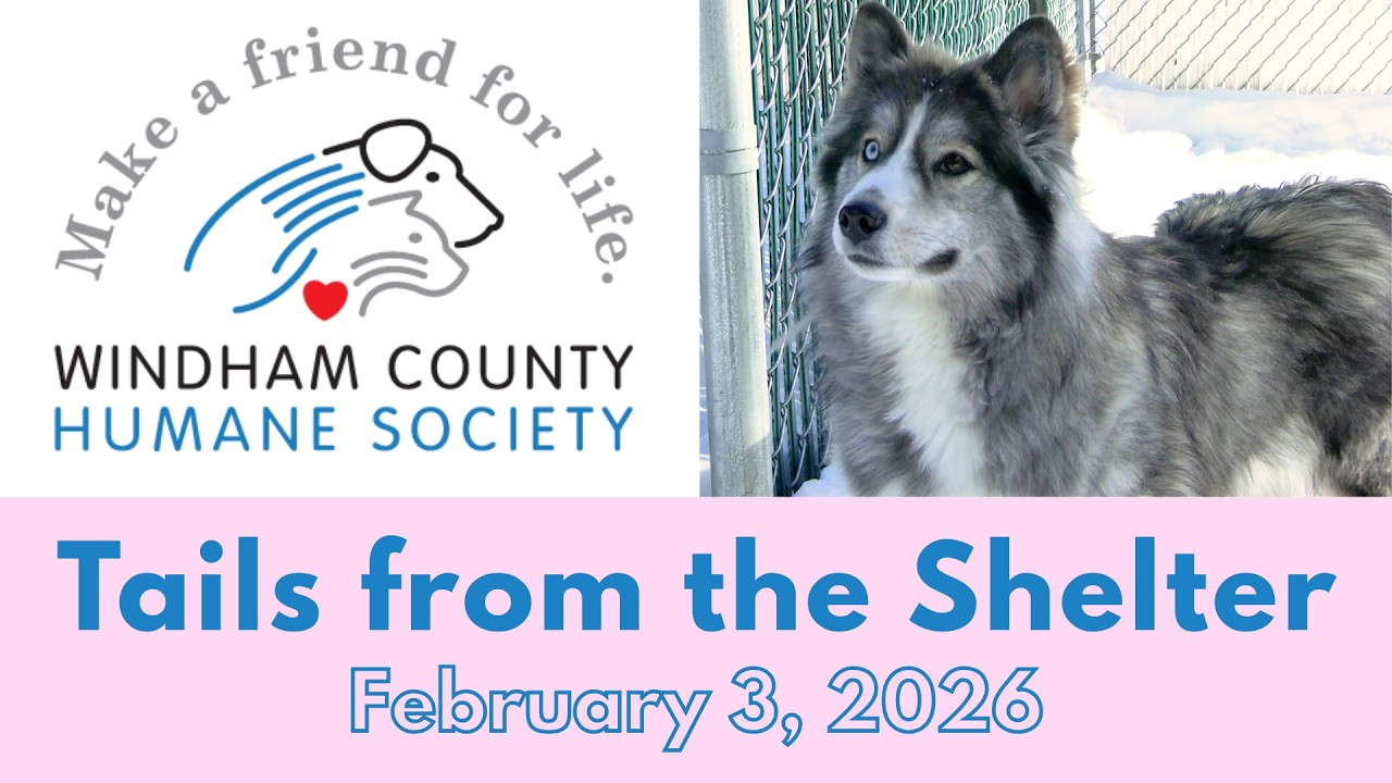 Windham County Humane Society: Tails from the Shelter - February 3, 2026