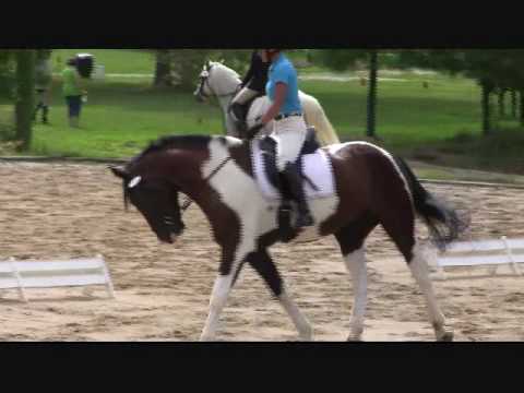Dressage Preliminary Test B - Percheron-TB Cross