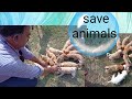 SAVE ANIMALS Dogs Saves Savedogs Animals Dogs