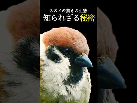 鳥の好きな色は何ですか?巣箱に使うのはどれでしょうか？羽の生えた鳥を惹きつける7つの色合いをご紹介します。  庭園