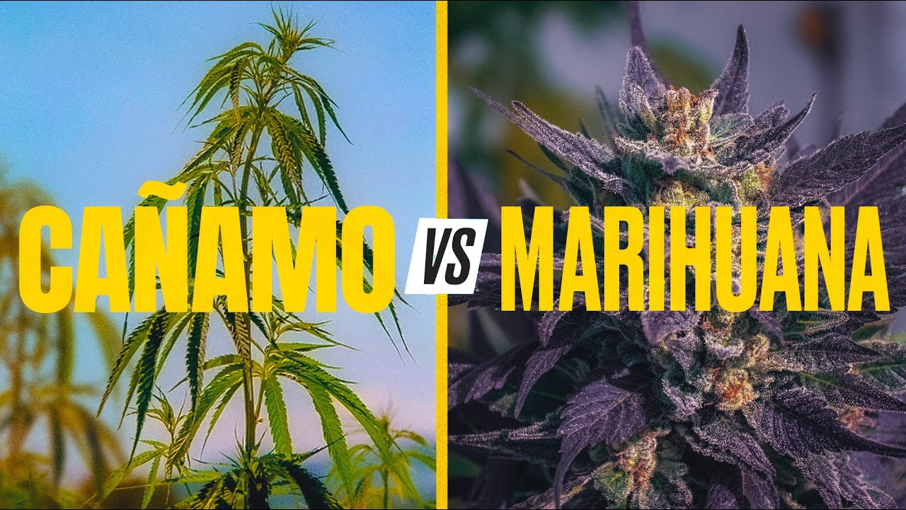 Watch ¿Cuáles son las diferencias entre el cáñamo y la marihuana Now ¿Cuáles son las diferencias entre el cáñamo y la marihuana