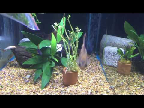 Which fish can you mix with African Cichlids