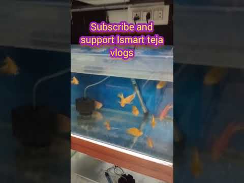 One Day in Bow Bow Mew Mew kukatpally 🎉🎉🎊🎊  #subscribe #shorts