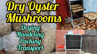 Dry Oyster Mushroom Drying, Handling, Packaging, Transportation Basic Information || Team GBS