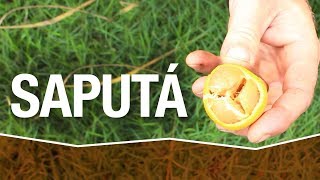Miniatura do vídeo