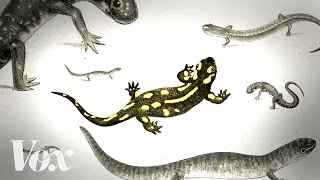 Save the salamanders, unsung heroes of the forest