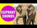 ELEPHANT SOUNDS FOR KIDS Learn Trumpeting Rumbling And Roaring Sound Effects Of Elephants