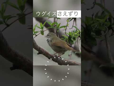 IUCN分類における絶滅の危険性を示す図。