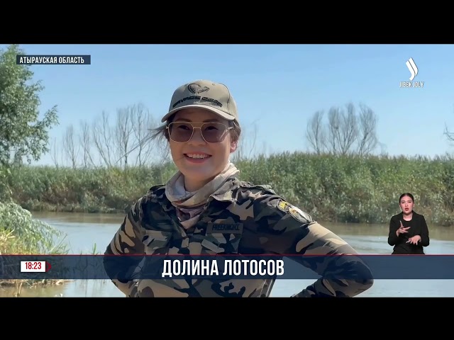 В Атырауской области цветут лотосы