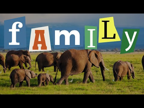 12 Amazing Animals That Live and Travel in Packs