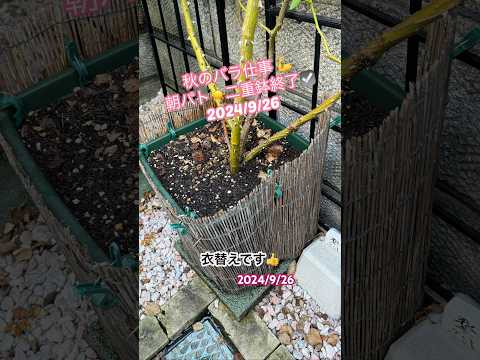 光沢のあるバラ 植物