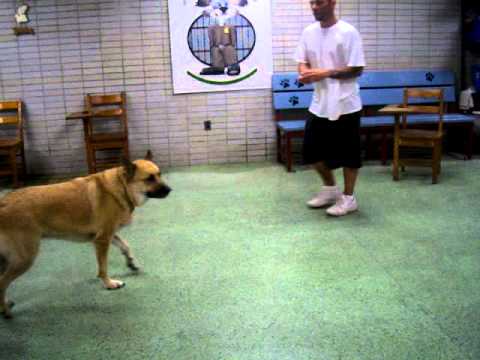 Video of adoptable pet Safiya-P.T.