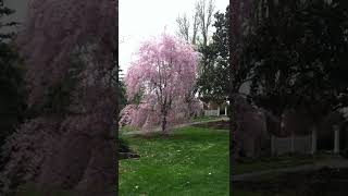 Pink Flowering Dogwood Todd Morden Lane
