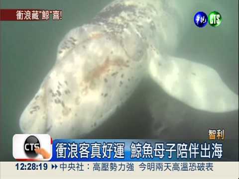 鯨魚母子陪游 衝浪客好"鯨"喜!