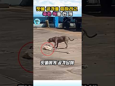 핏불의 공격을 피하려고 죽은 듯  움직이지 않은 개 #개 #핏불 #dog