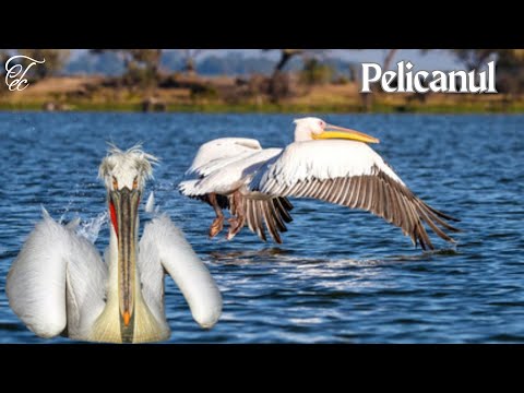 #Pelicanul - #FAUNA ROMANIEI - Ep 59