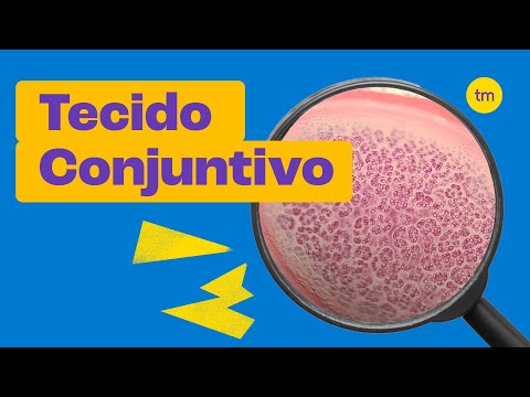 Tecido Conjuntivo | Características, tipos e funções
