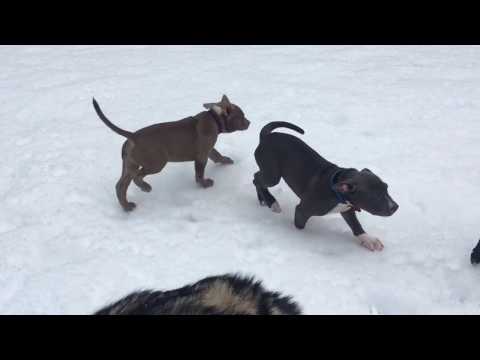 Mr Flynn, an adopted American Staffordshire Terrier in Rogue River, OR_image-1