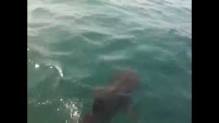 preview picture of video 'Requin en Bretagne (Bénodet, France)'