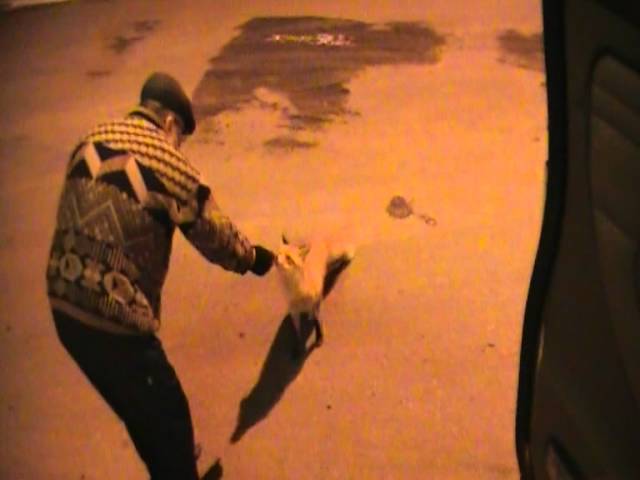 В Бавлинском районе на АЗС повадилась лиса (видео)