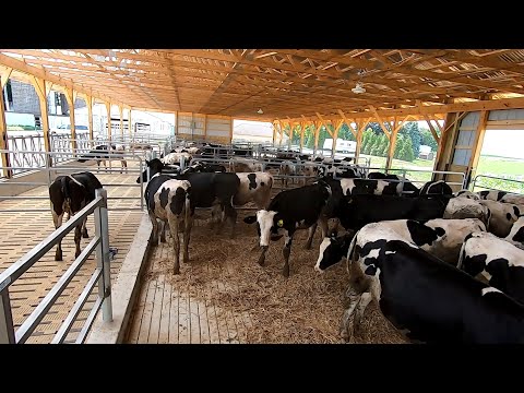 Moving Cattle into Brand New Barn