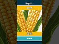 corn - 玉米 video thumbnail
