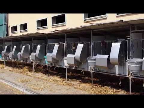 Come produrre tanto latte. Esempio di una stalla in Emilia Romagna