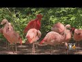 That S Pretty Neat Same Sex Pair Of Flamingos At Denver Zoo