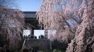 preview picture of video '[Full HD] Togo-ji Temple / Tokyo / JAPAN / Cherry Blossoms / 東郷寺の枝垂桜 / Rashomon / Kurosawa'