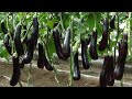Amazing Eggplant Agriculture Eggplant Farming Eggplant Harvesting Greenhouse Eggplant Cultivation