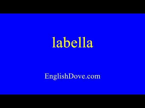 How to pronounce labella in American English