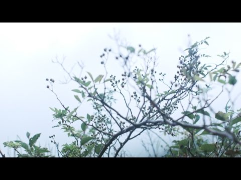 Akira Kosemura - Luna (Official Music Video)