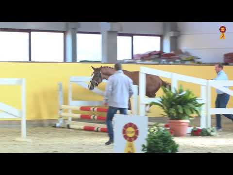 KN 24: Monte Bellini x Le Cou Cou