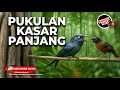 Masteran Kasar Panjang Panjang Tepus Kepala Abu Vs Srigunting Abu Abu Saling Nembak